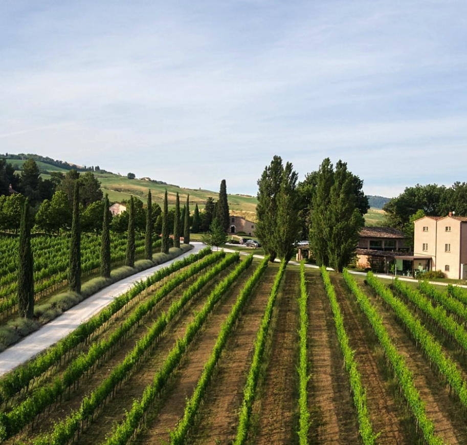 Urbino winery.png