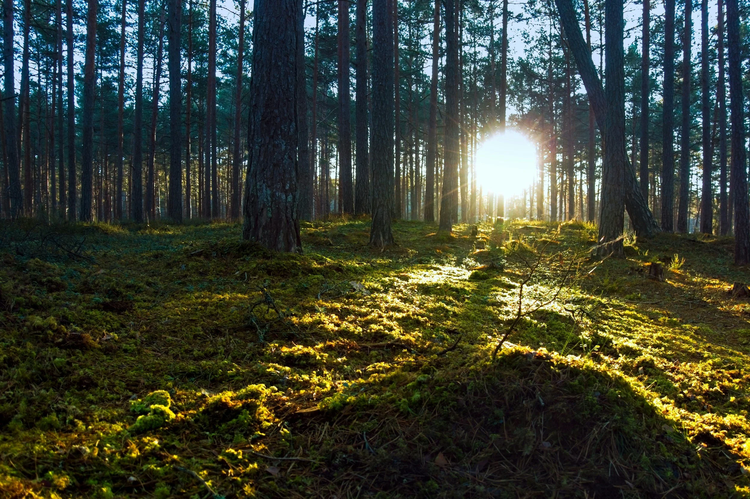 Mindset Pause: Slow Down to Reconnect