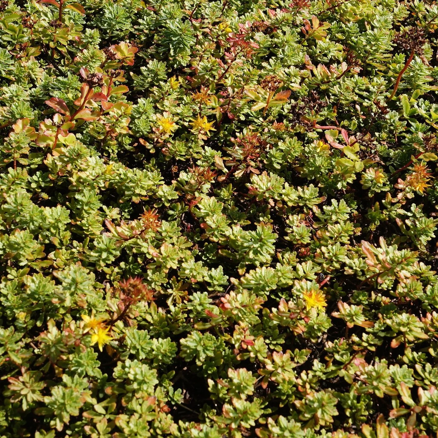 Twenty-four varieties of sedum were planted to start Rockwell Automation’s 49,000-square-foot green roof in 2010.
