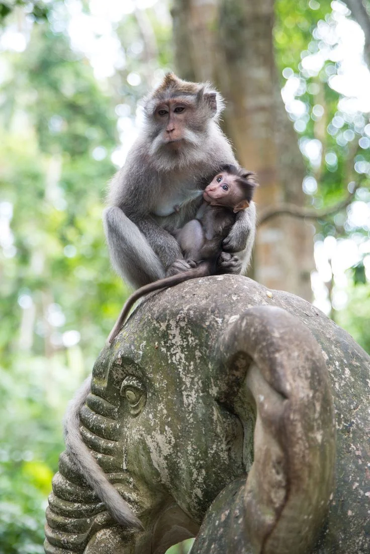 Ubud Monkey Forest