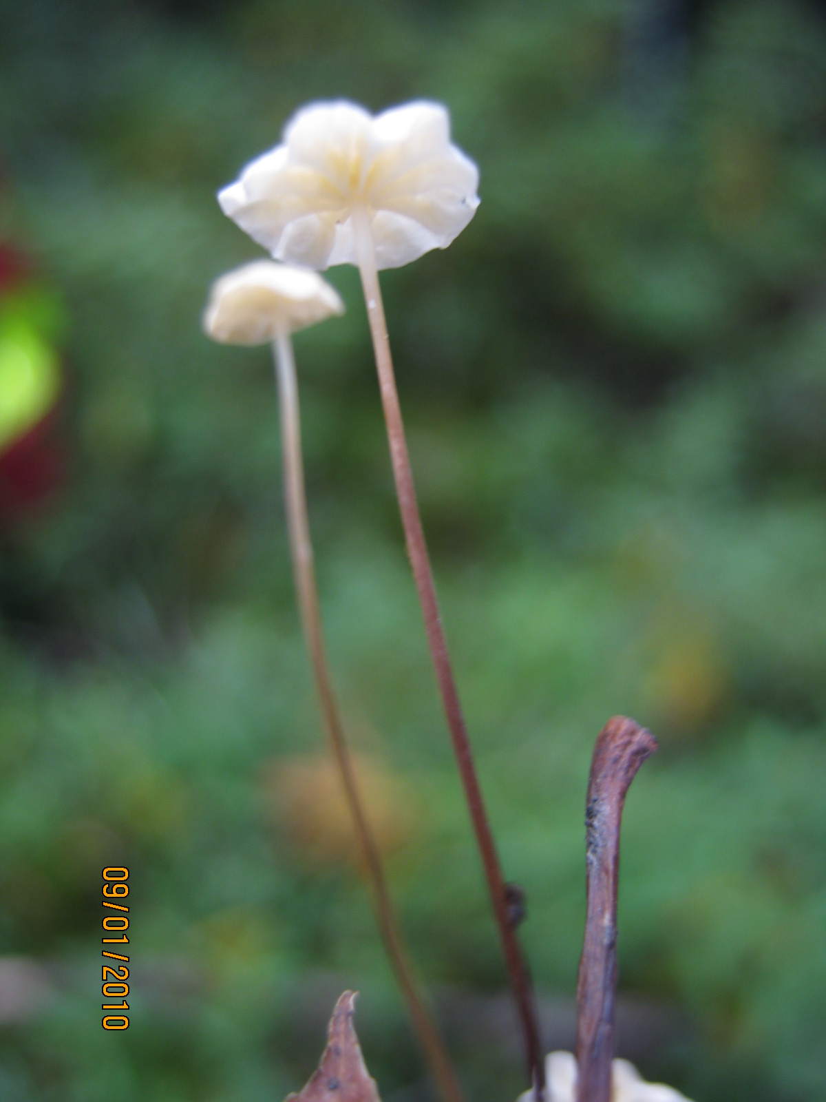 fungus 3.jpg