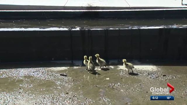 In light of #WorldMigratoryBirdDay, sometimes migratory birds get themselves into precarious positions, simply because human alterations or disturbances occur. Solstice's own Amy and Jordan volunteered to help @wildnorthab with a wildlife rescue of 4