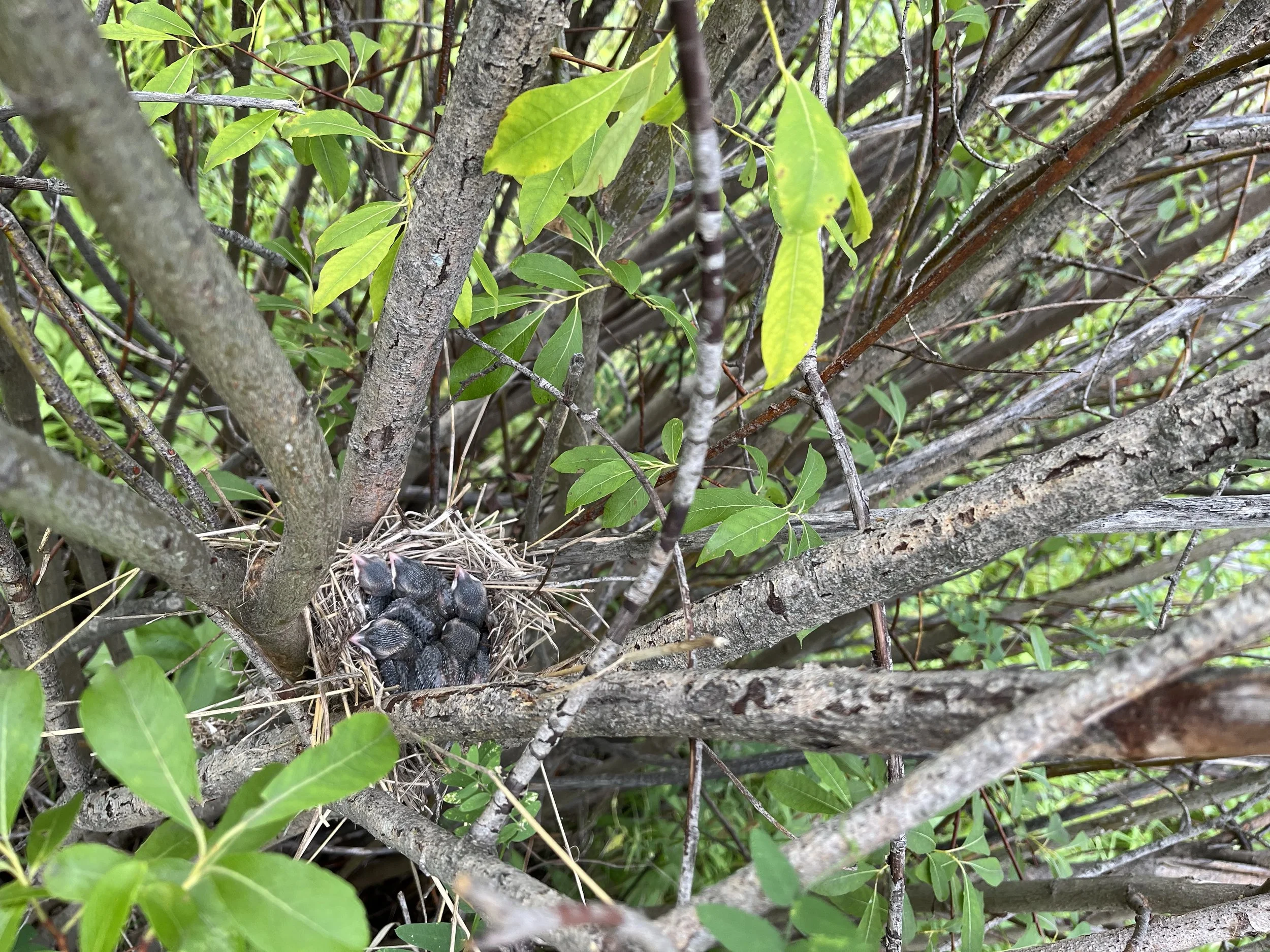 CEDW nestlings (1).jfif