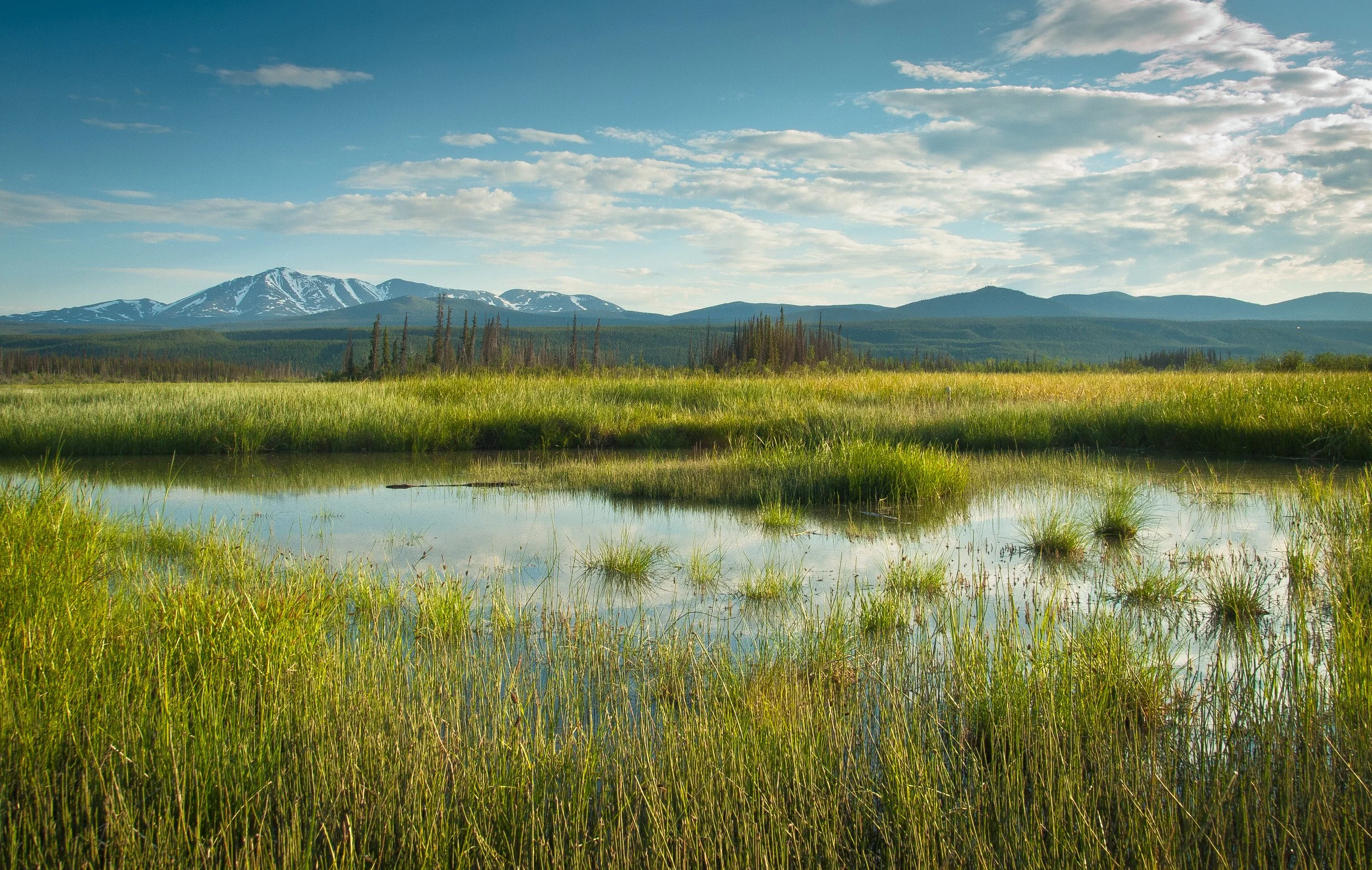 shutterstock_580134313 - wetland with mountain background.jpg