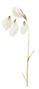 js-bog-cotton-adj-new_web copy.png