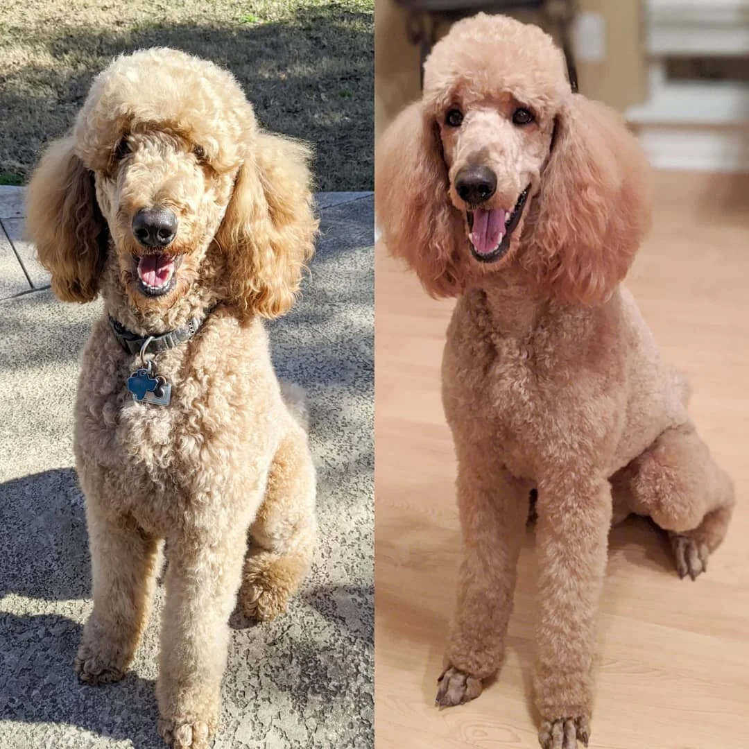 pedigree dog grooming