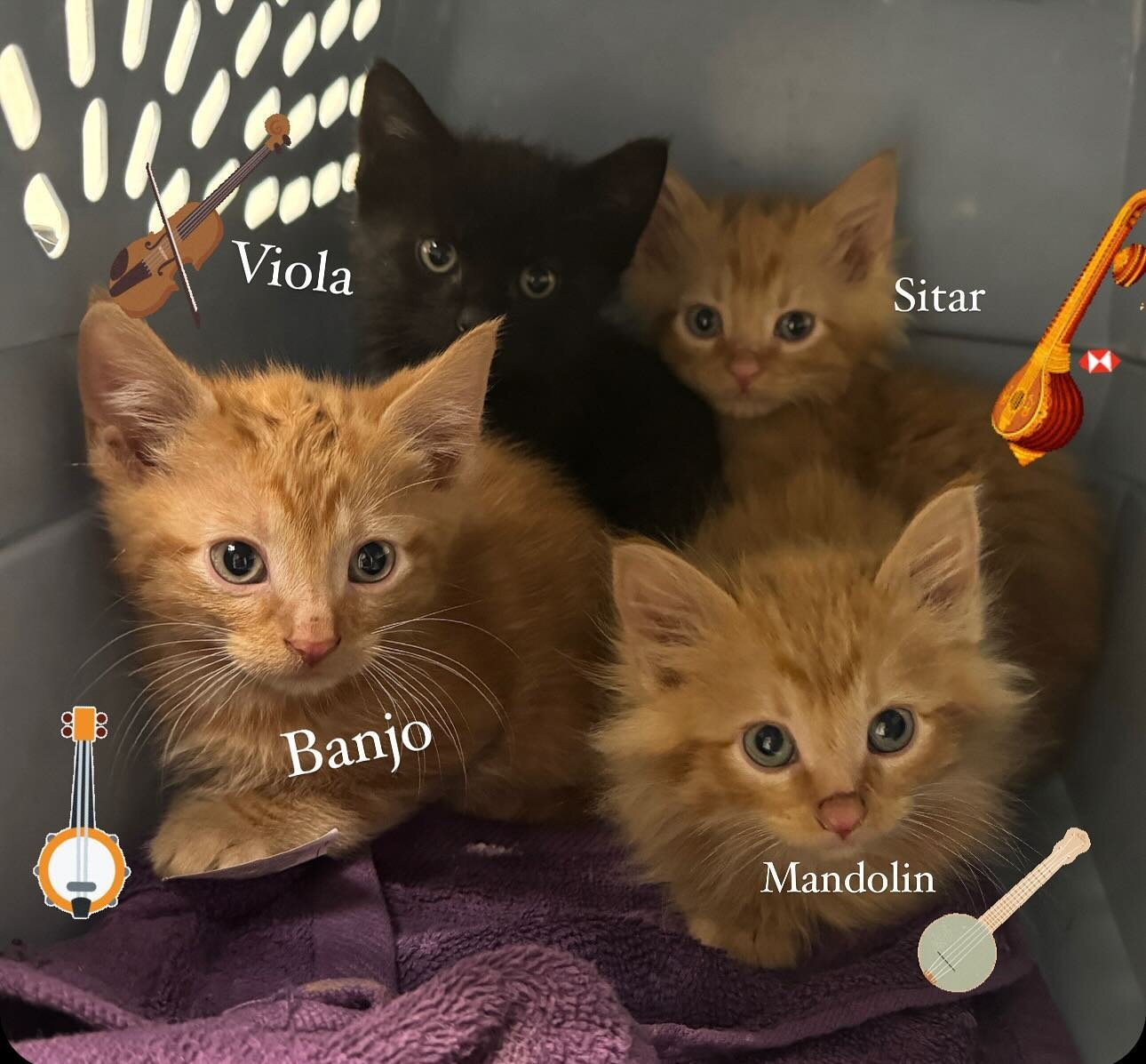 🎶 🎻 STRING INSTRUMENT KITTENS 🪕 🎶 

Welcome to Viola, Banjo, Mandolin, and Sitar! These adorable kittens were rescued from a lot near Wadsworth Ave and are loving their lives in foster care! They will be ready for adoption in about two weeks and 