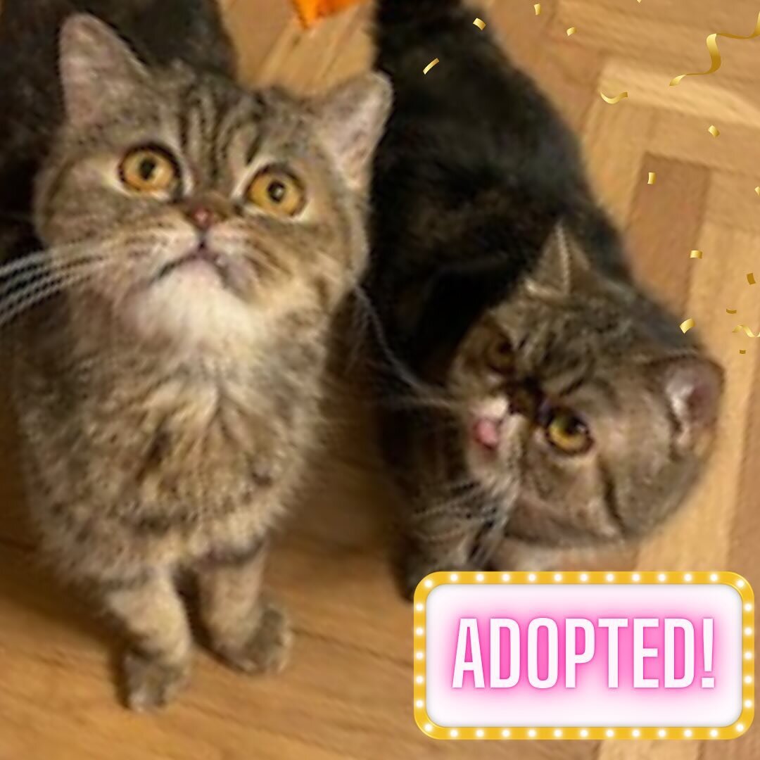 Congratulations to Garlic Bread and Carrot Sticks who have found their forever home!! At the beginning of this year, these two found their lives completely turned upside down. We are so happy for them to have this second chance with a wonderful famil