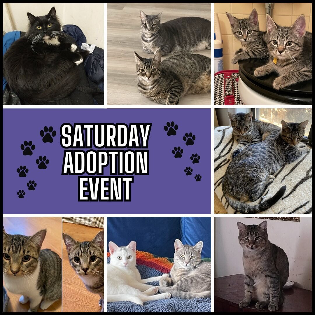 Our weekly adoption event is happening tomorrow! 2-6pm every Saturday at the Petco on 92/Bway!! Come and meet some amazing cats! Hope to see you there ❤️ it will be a tabby extravaganza!!! 😂