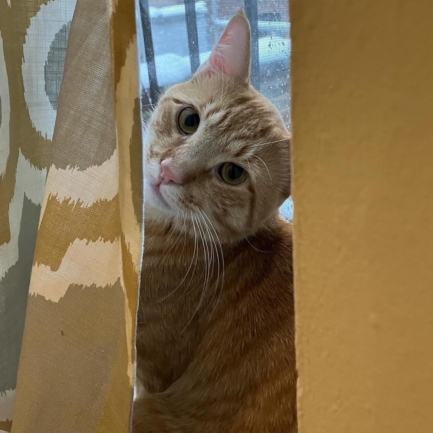 🍊 Loon 🍊 

Loon is an amazing 1 yr old cat who is soo ready for adoption! 

He was rescued from Long Island, and at his first foster home he would not come out of hiding AT ALL! He moved into a second foster home where he could be the only cat, and