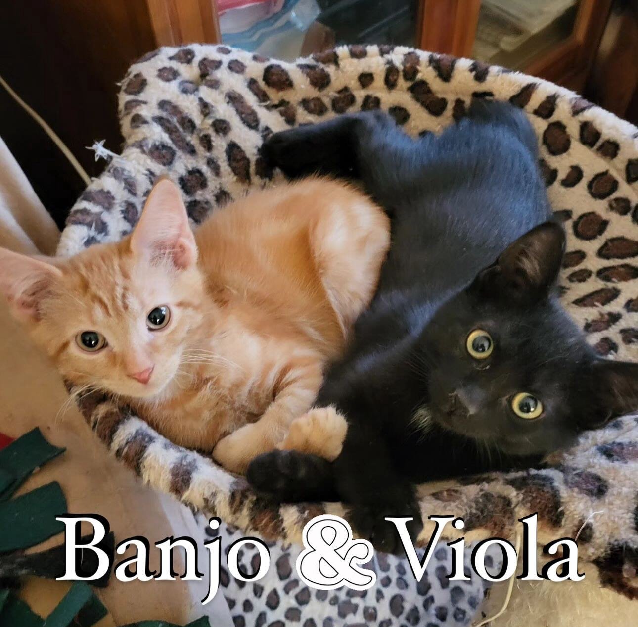 Beautiful purr machines Banjo &amp; Viola are still looking for their forever homes! This duo is almost 4 months old- Banjo is the orange boy and Viola is his sister. They are playful, cuddly, and perfect in every way! Their siblings were adopted, an