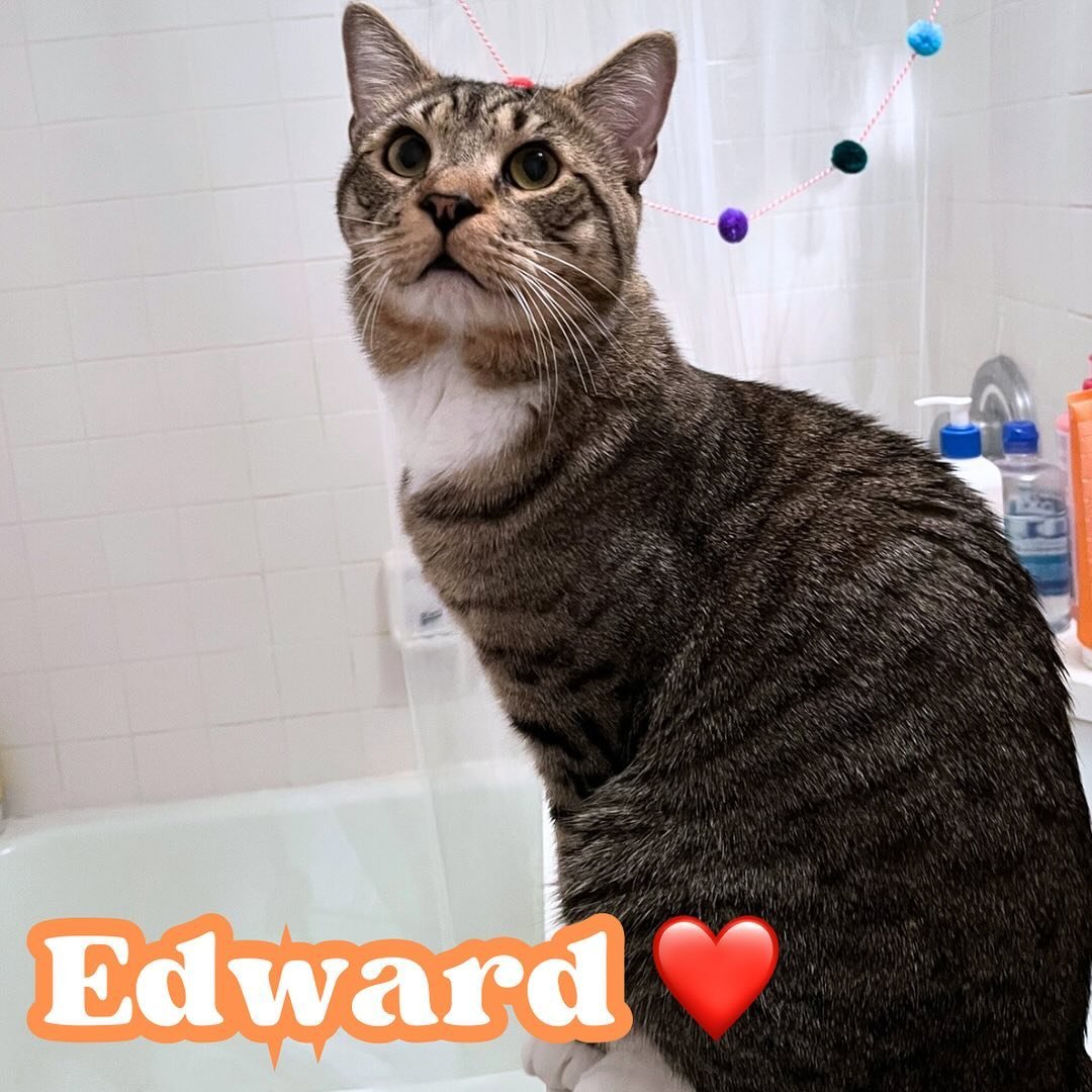 Eddie (Edward) is a lovely boy. He is a young, energetic, and playful tabby with gorgeous white paws and collar. 

His favorite activities include bird / people watching by the window, head &amp; chin scratches, and napping by the laptop when his hum