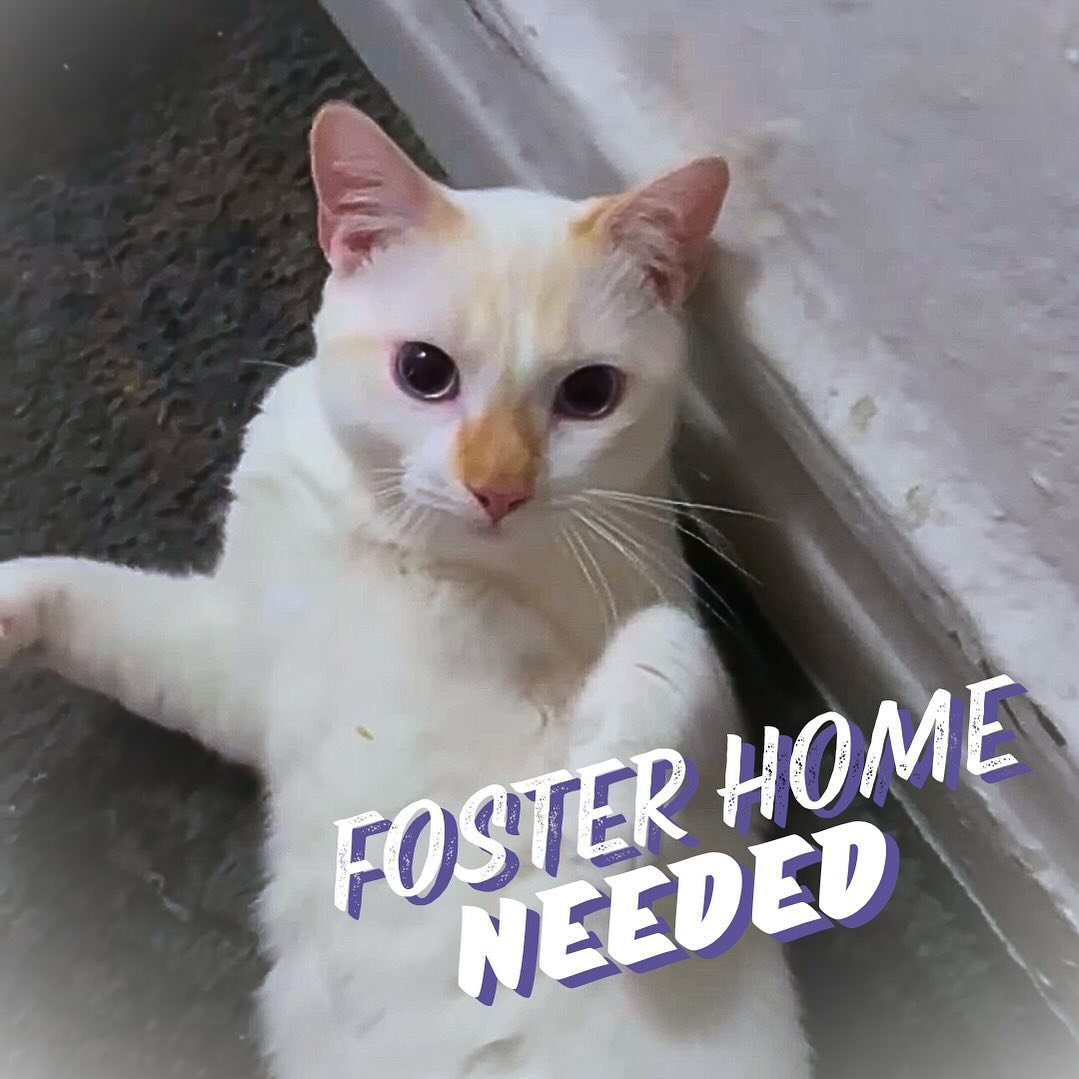 🚨 ‼️ FOSTER HOME NEEDED ‼️🚨

This beautiful 8 month old cat is about to lose their home. Current guardian has developed a medical condition and the doctor said to &lsquo;get rid of the cat&rsquo; asap 😩 we want to help, but need a place for the ki