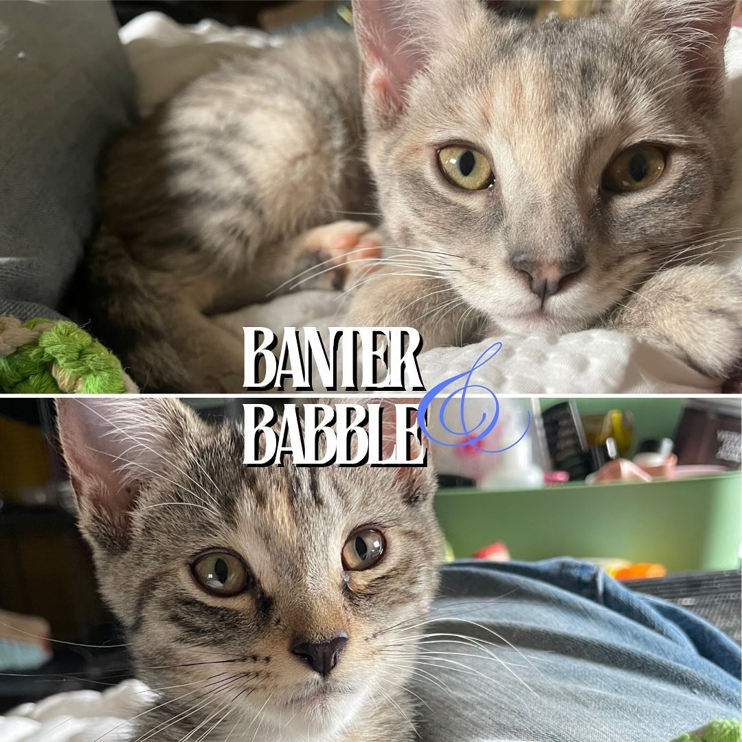 Banter &amp; Babble are adorable 3 month old kitten sisters ready for adoption!! They are healthy and happy and learning more about loving and being loved every day in foster care. They are talkers (especially when in a carrier!) and while they may s