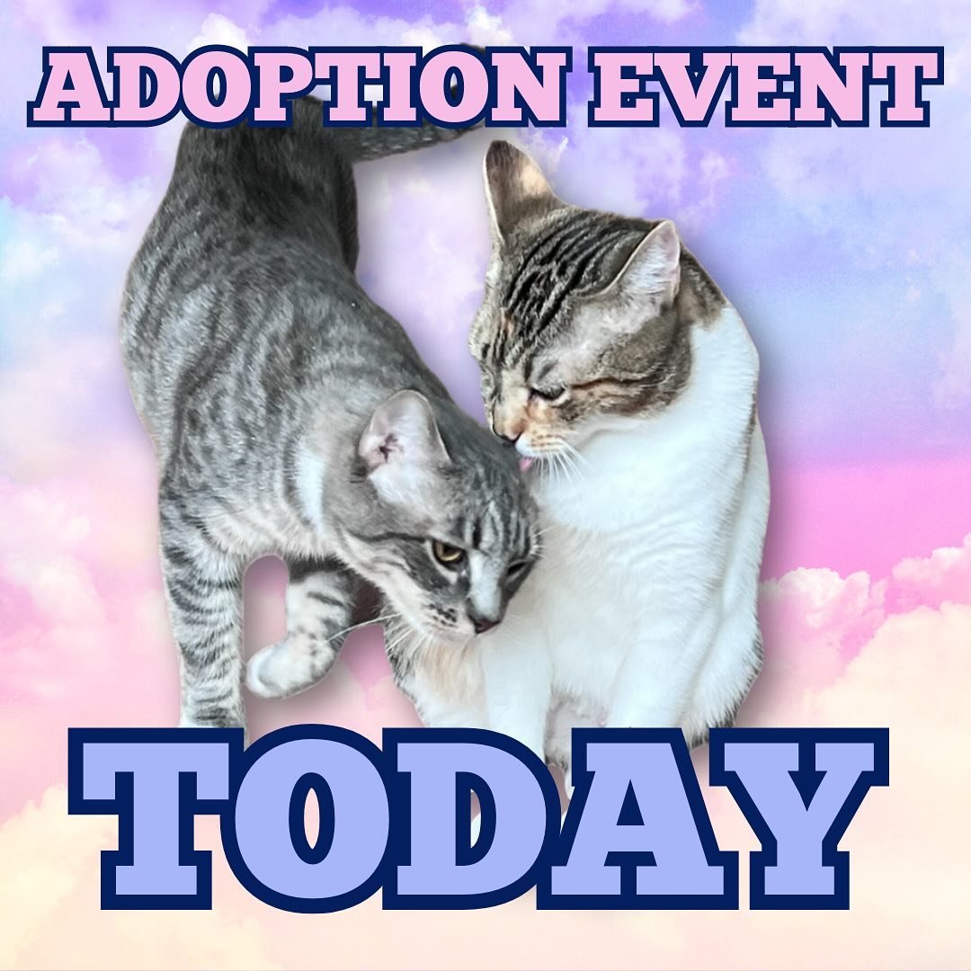 PETCO 92/BWAY 2-6p

It&rsquo;s time for our weekly Saturday adoption event! Lots of amazing kitties to meet today!

Mom/daughter bonded pair Victoria and Elizabeth

Kitten sisters Babble and Banter

New rescue, 4 year old sweet soul Clarice

Diva, go