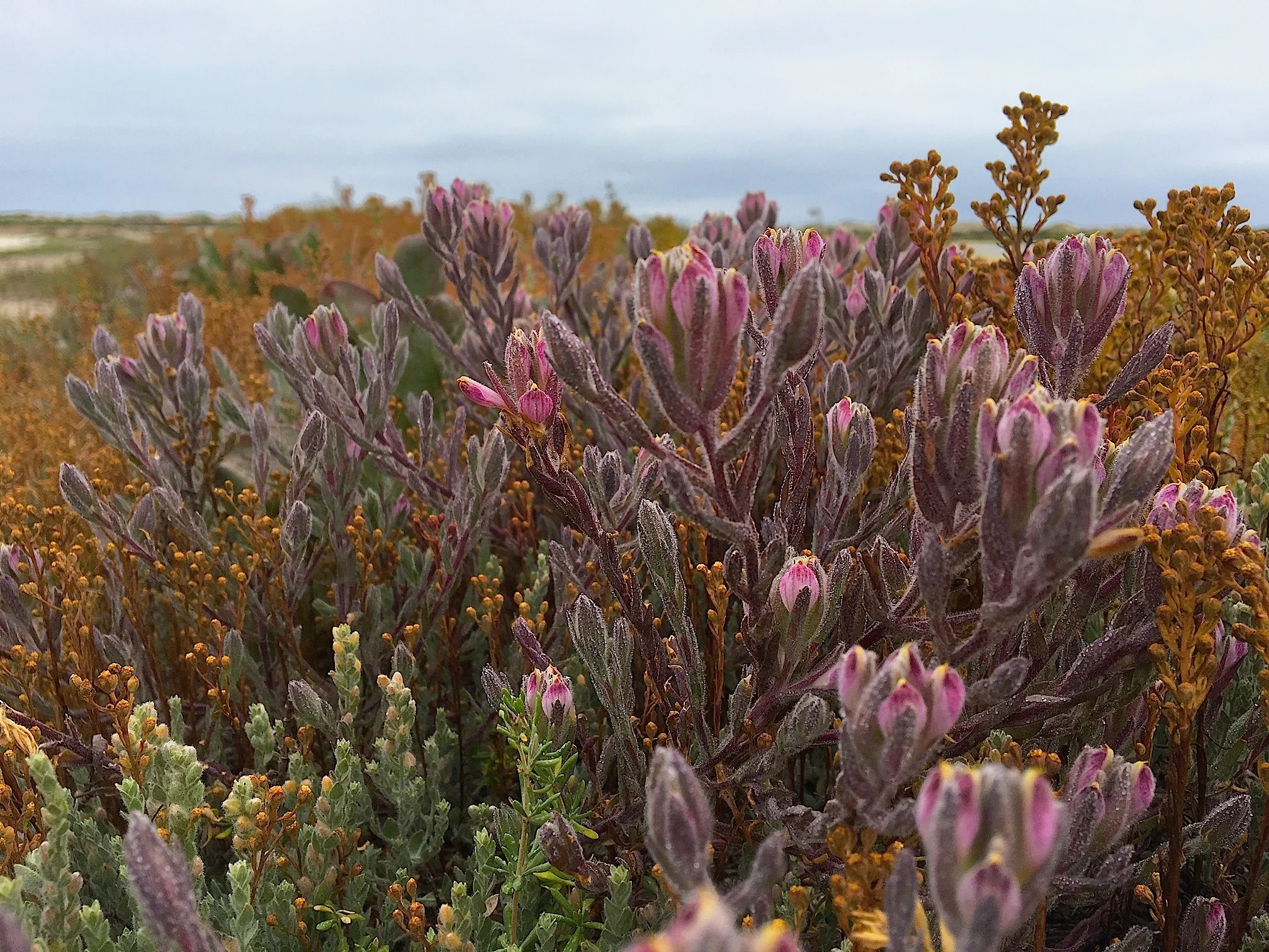 Ormond Beach Wetlands Restoration Plan