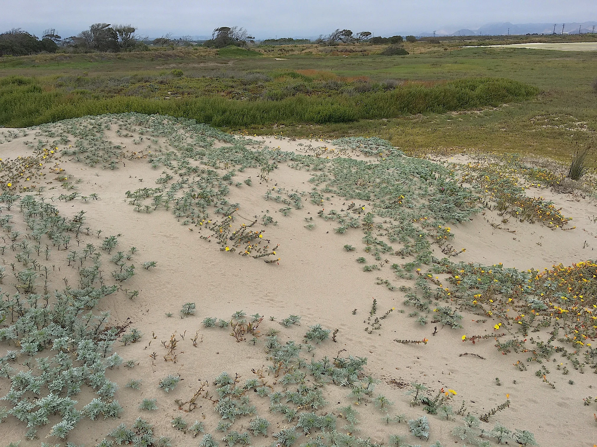 Ormond Beach Wetlands Restoration Plan