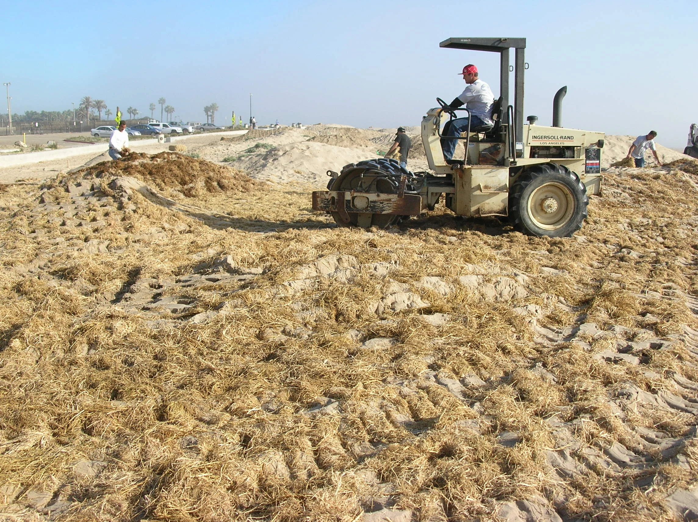 Surfer's Point Dune Restoration