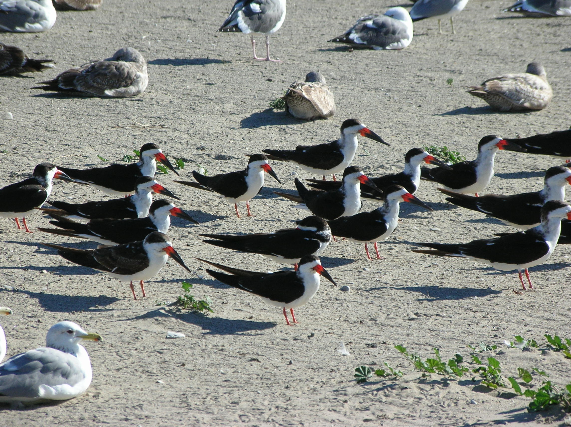 SONGS Mitigation Avian Monitoring