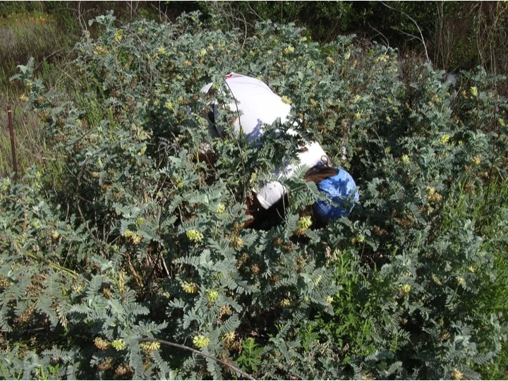 Ventura Marsh Milk Vetch Population Monitoring