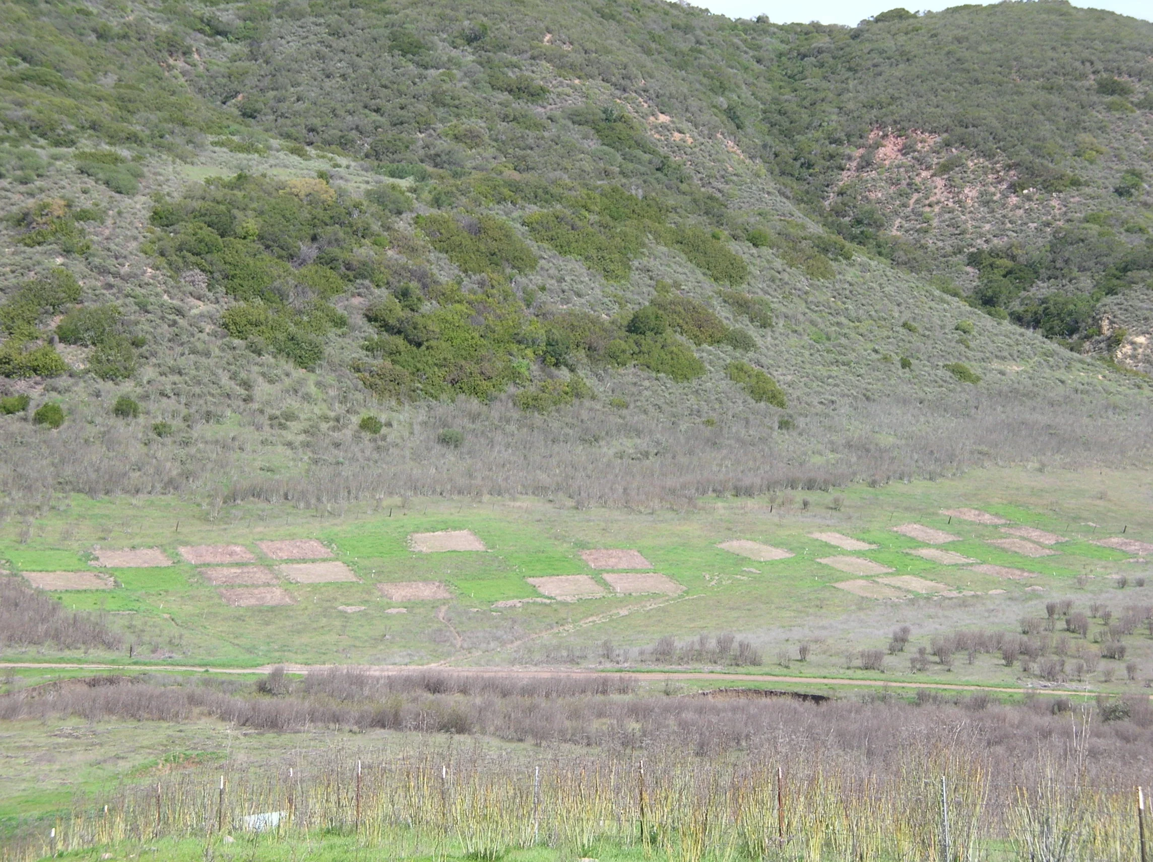 Santa Cruz Island Seeding Experiment