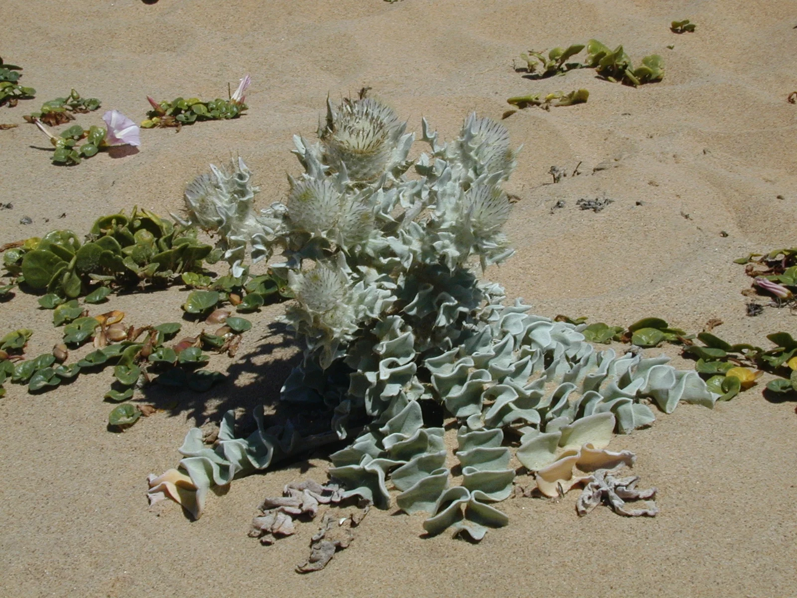   Non-profits and Foundations   The David and Lucile Packard Foundation  Friends of the Santa Clara River  Laguna Ocean Foundation  The Los Cerritos Wetlands Authority  The National Fish and Wildlife Foundation  The Nature Conservancy  The Ojai Valle