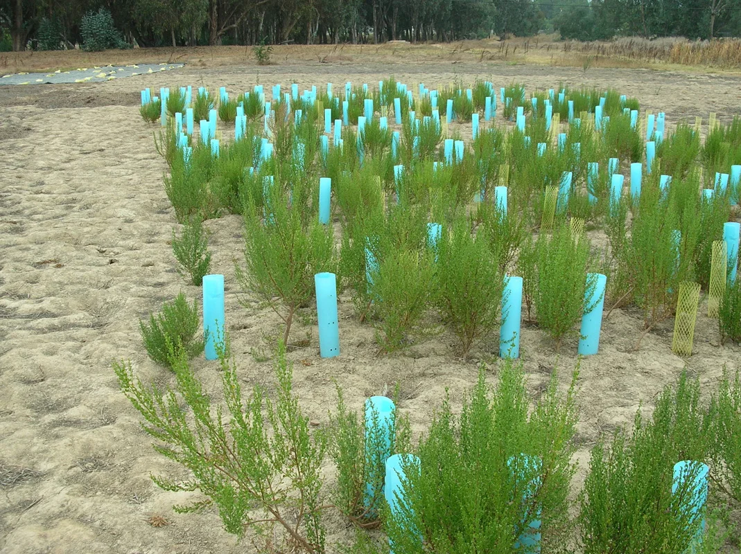 Ojai Meadows Preserve Oak Establishment Experiment