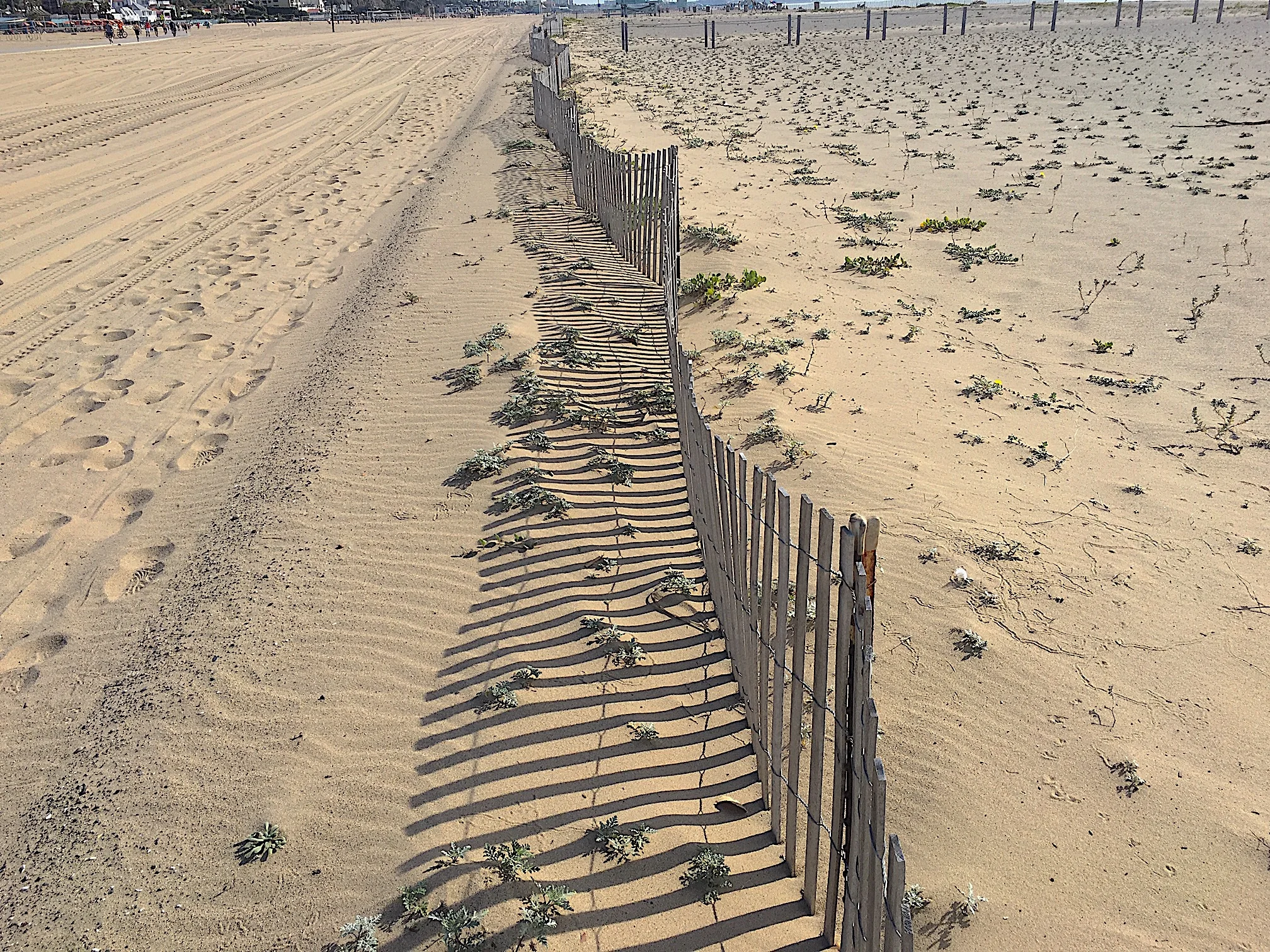 Santa Monica Beach Restoration Pilot Study