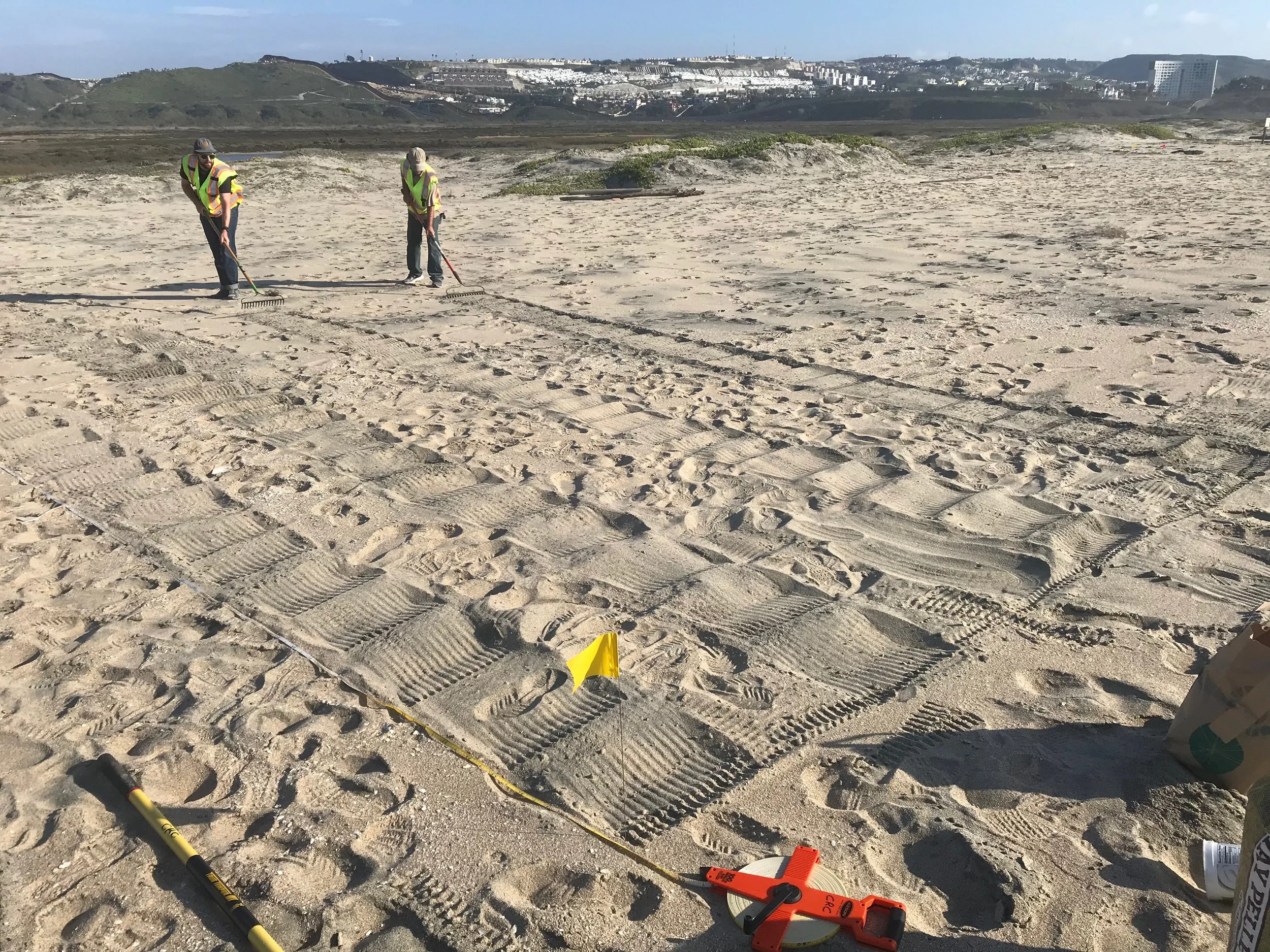Border Field State Park Experimental Dune Restoration