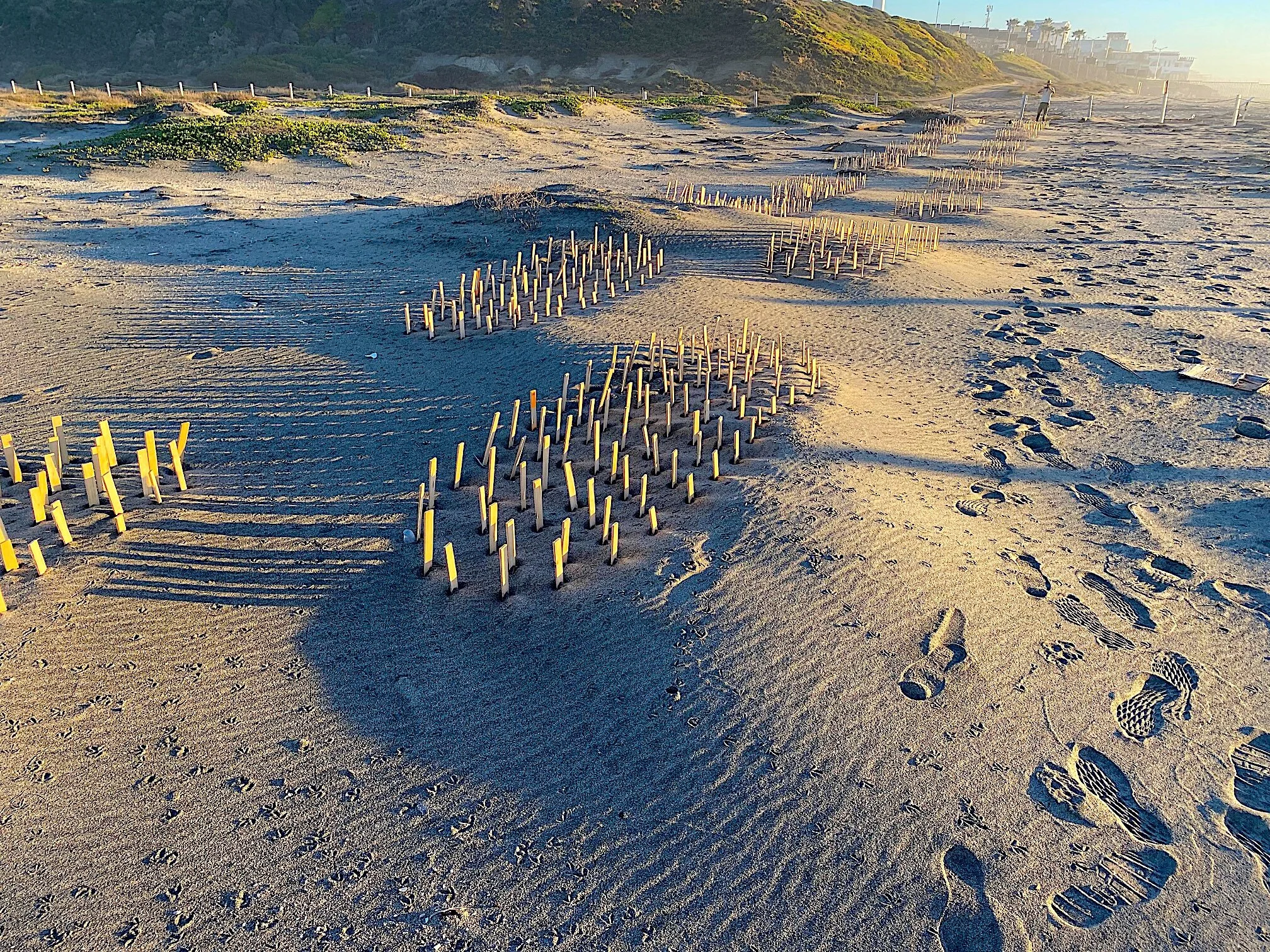 Border Field State Park Dune Restoration