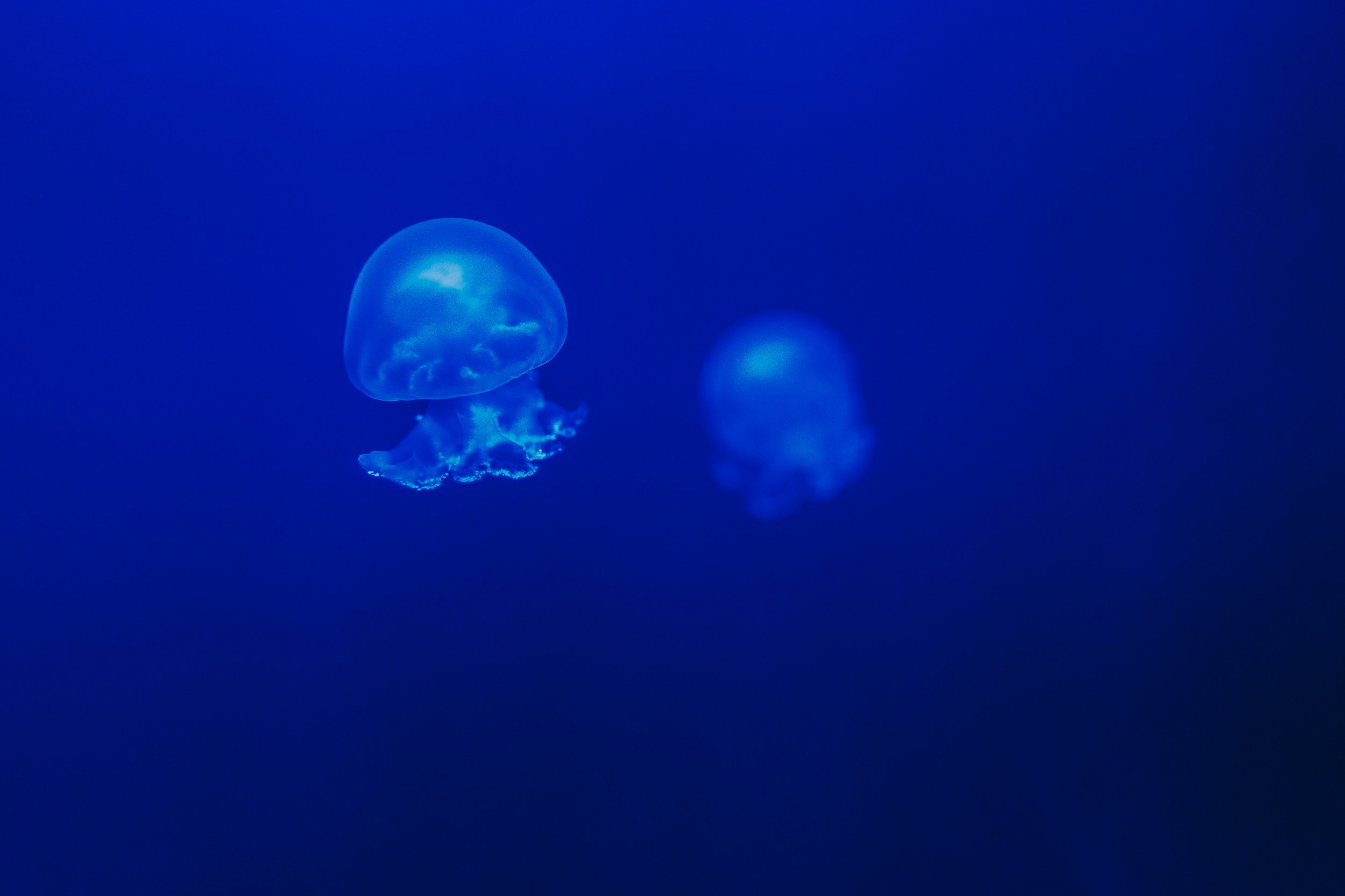 unsplash-image-FzRO9snA2N0.jpg