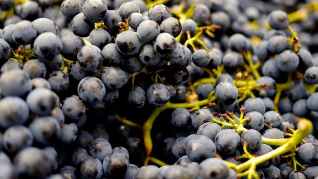 grapes - winery.jpeg