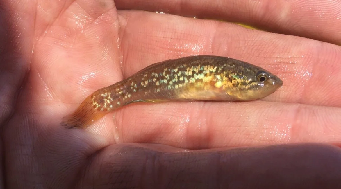 Southern Purple Spotted Gudgeon 2.jpg
