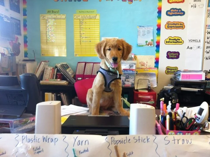 3.26.12 You see an adorable puppy. I see more clutter !