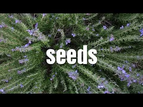 Seeds. Dirtfood Episode 2