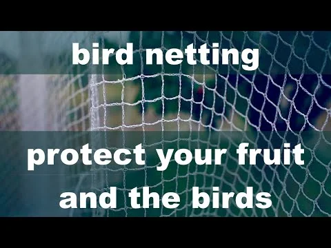 bird nets for fruit trees. dirtfood episode 8