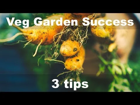 3 tips for vegetable gardening success