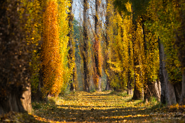 Autumn colours - Bright