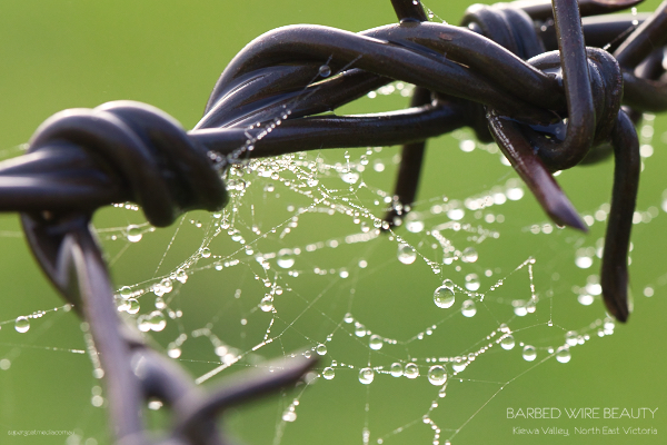 Barbed wire beauty - Kiewa Valley