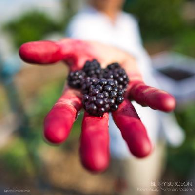 Berry Surgeon - Kiewa Valley