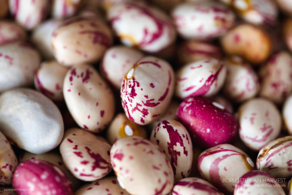 Borlotti Bean harvest - Kiewa Valley