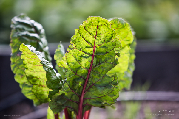 Red Chard - Kiewa Valley