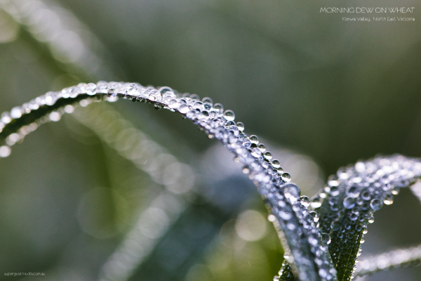 Dew on Wheat - Kiewa Valley