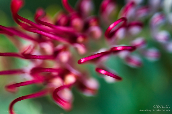 Grevillea - Kiewa Valley