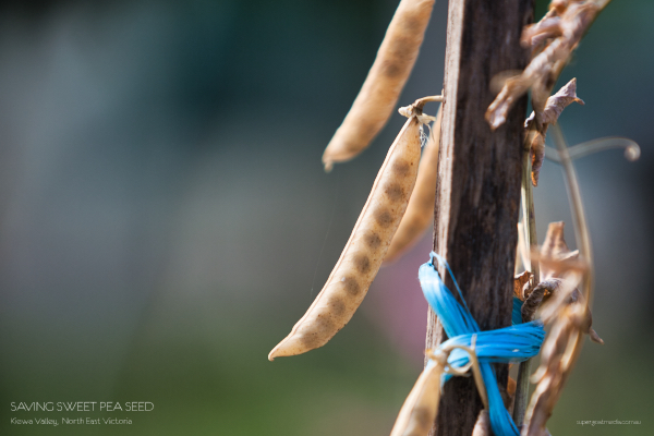 Saving sweet pea seed - Kiewa Valley
