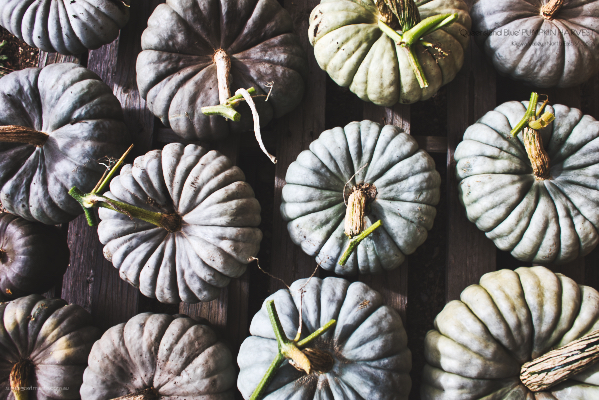 'Queensland Blue' Pumpkin harvest - Kiewa Valley