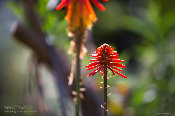 Red Hot Poker - Kiewa Valley