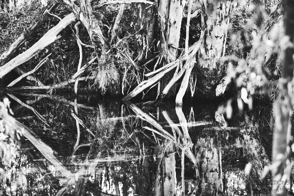 Reflections Wonga Wetlands - Albury