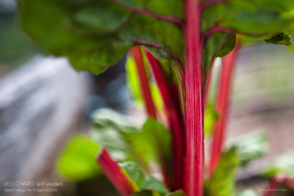 Self Sown Chard - Kiewa Valley