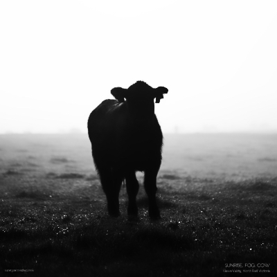 Sunrise. Fog. Cow. - Kiewa Valley